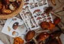 Farverige høstanemoner – din guide til den perfekte online-handel
